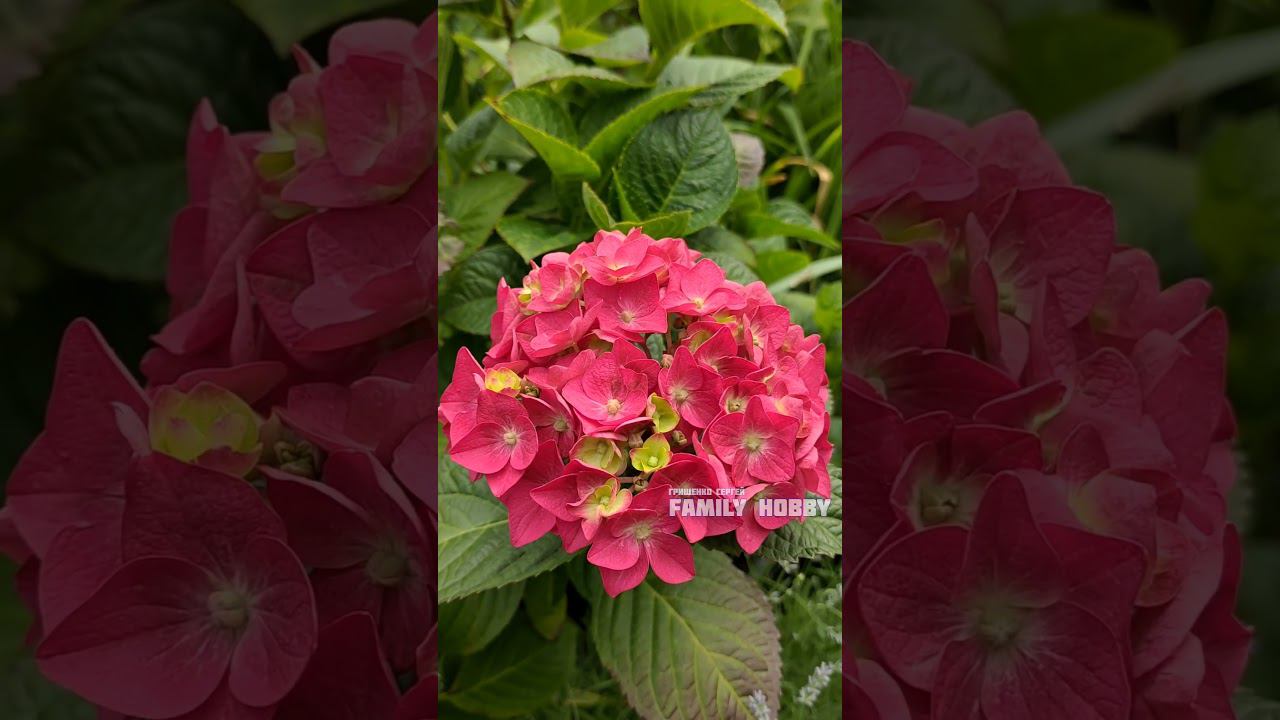 Гортензия Эндлесс Саме Лав ( Краш ). Для заказа саженцев ПИШИТЕ в Вайбер 0661697610#гортензия# смотреть онлайн