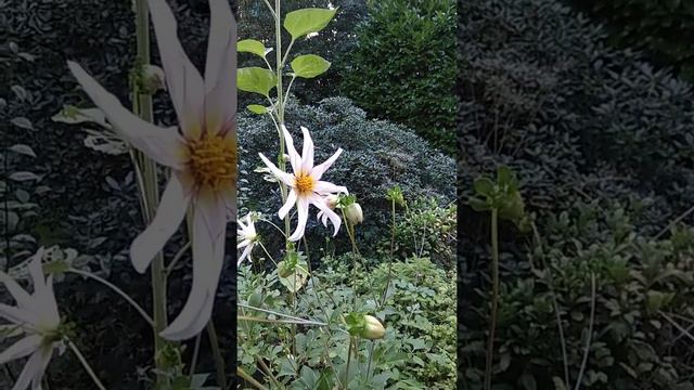 Сентябрьские подсолнухи и георгины смотреть онлайн