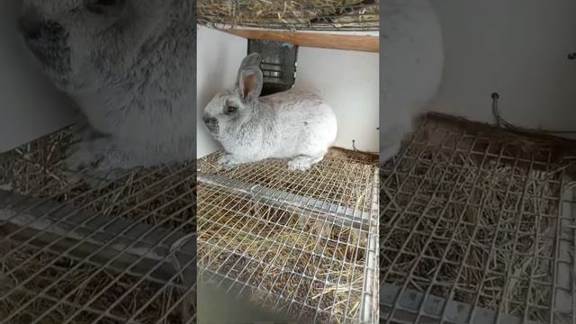 Кролики породы Большое Светлое Серебро (БСС) смотреть онлайн