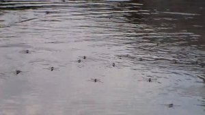 Водомерки - семейство полужесткокрылых насекомых из подотряда клопов