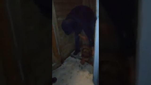 Нырнула в туалет за телефоном стоимостью 25000 рублей