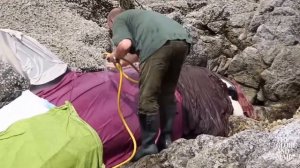 Косатка застряла в камнях во время отлива.Добрые люди спасли косатку.