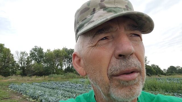 Заметки о капусте. Трипс, моль. смотреть онлайн