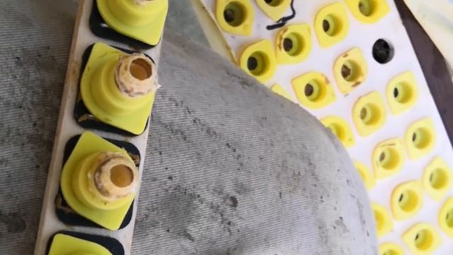 Стартер через прививочный ящик,вывод маток .