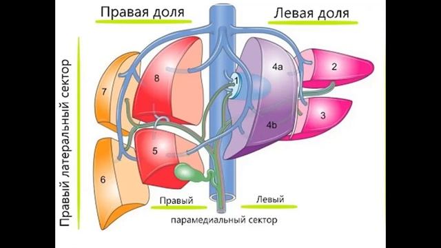 Jigar_Жигар_Hepar Иброхимова Л.И