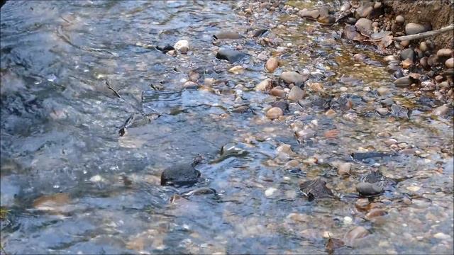 Любовное безумие. Суфийская поэзия. Джавад Нурбахш смотреть онлайн