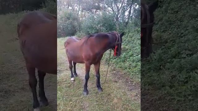 Кінь Свійський (що ми знаємо про нього)