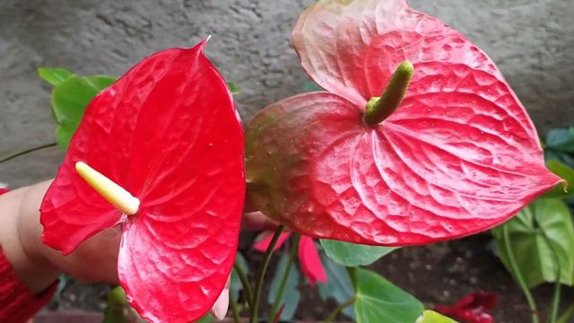 Anturio con bacteria: Cómo eliminarla смотреть онлайн