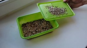 Травка для кошек "7 трав". Приготовление, отзыв, стоимость.