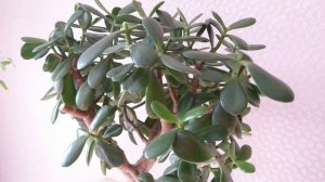 Как Сделать СТВОЛ Денежного Дерева ТОЛЩЕ?