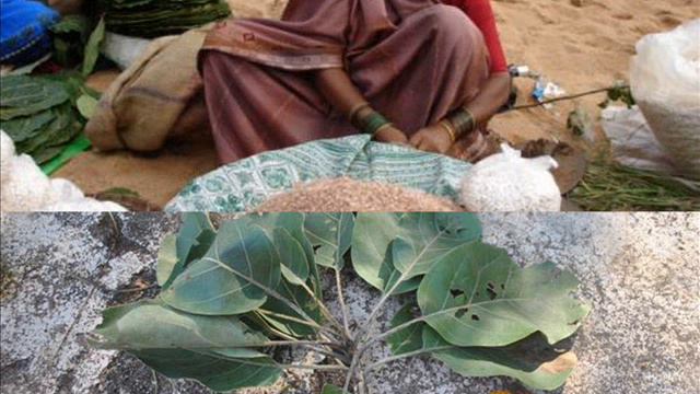 Medicinal Rice P5 Based Formulations For Campanula Allergy: Pankaj Oudhia's Medicinal Plant Databas