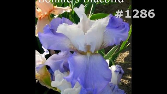 #1286. Ирисы - очень красивые цветы смотреть онлайн