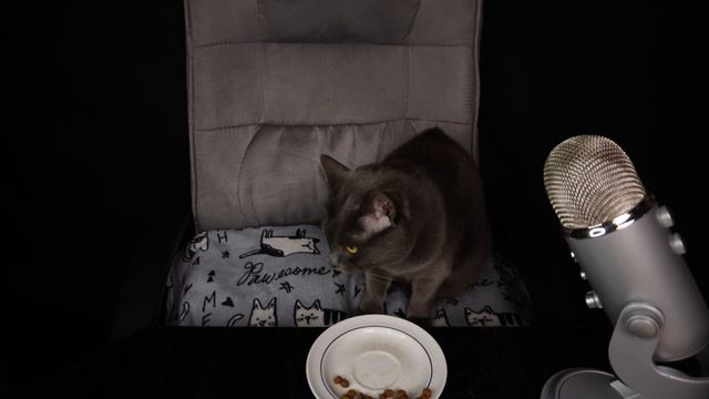 Cat Mukbang ASMR 4K Eating No Talking. January 5, 2024 смотреть онлайн