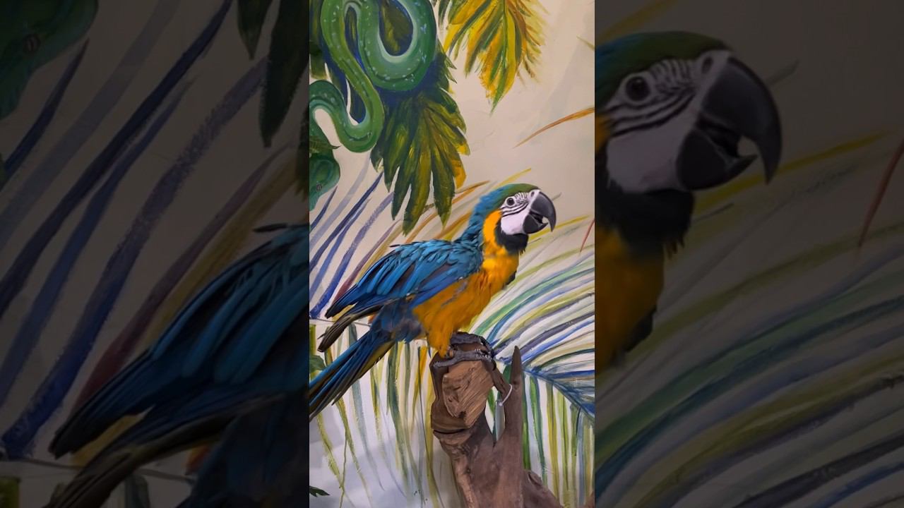 Попугай Ара сине-желтый в супермаркете «Аква Лого Сокол» #попугай смотреть онлайн