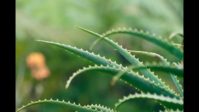 Гастроэзофагеальная рефлюксная болезнь, Алоэ Вера