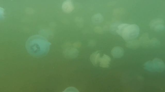 Хорлы. Медузы. Чёрное море. смотреть онлайн