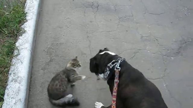 Boxer dog Kinos friendly with cats / Кинос дружит с кошками смотреть онлайн