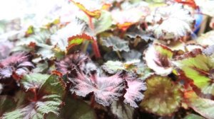 МНОГО ПОТЕРЬ! НЕ делайте ТАК! Декоративно лиственные бегонии КАК ВЫРАЩИВАТЬ и ЗАРАБАТЫВАТЬ?