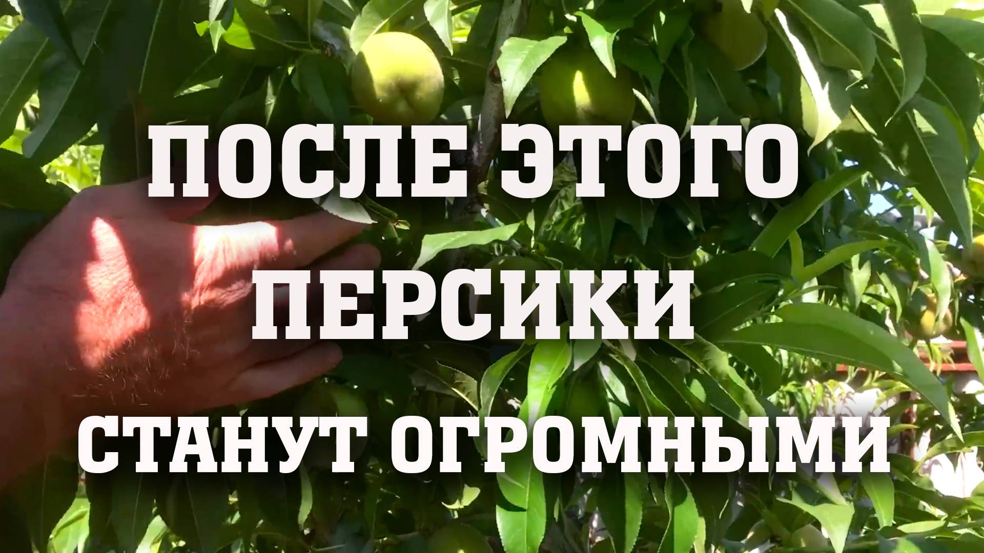После этого персики станут огромными, вкусными и красивыми!