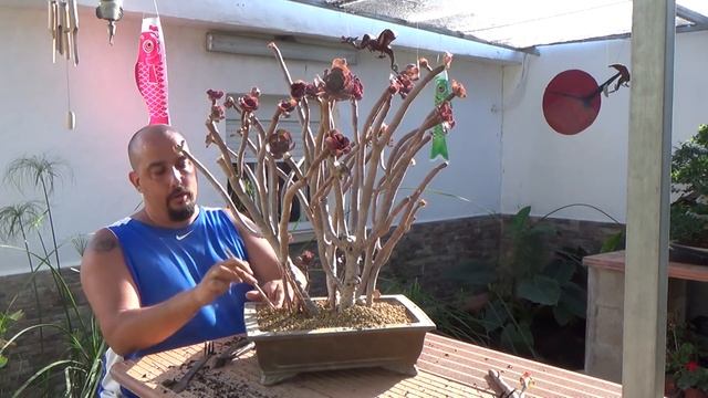 Planta Suculenta Como Bonsai? - Aeonium Arboreum Atropurpureum