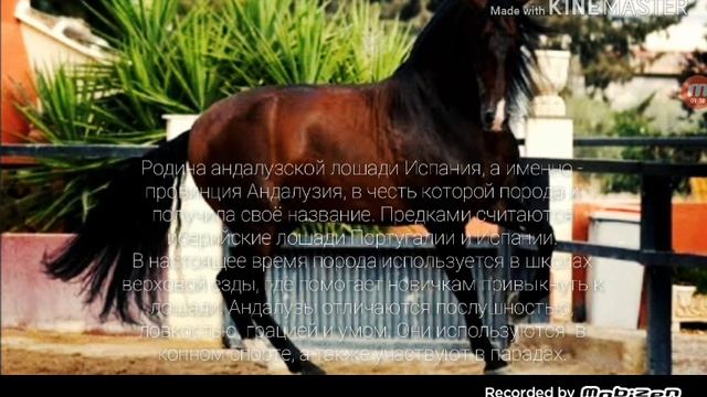 ТОП 7 САМЫХ КРАСИВЫХ ЛОШАДЕЙ смотреть онлайн