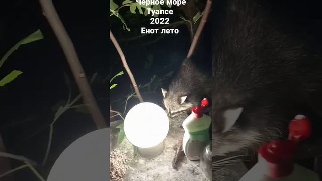 Енот на черном море лето 2022г Туапсе смотреть онлайн