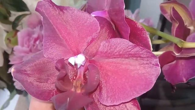 🌸ФАЛЕНОПСИС -МУТАНТ🌸 продолжает удивлять😃 смотреть онлайн