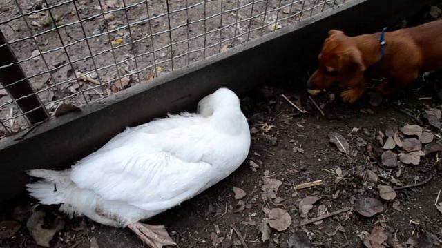 Щенок таксы гоняет гусака Гусак кричит Гусак боится смотреть онлайн