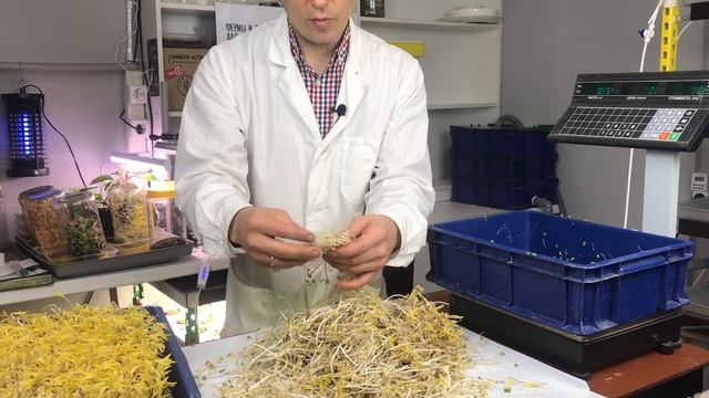 Маш автоматический проращиватель МАШНИЦА для получения проростков маша