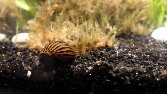 Neritina parallela snail / escargot смотреть онлайн
