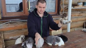 Такие маленькие декоративные крольчата