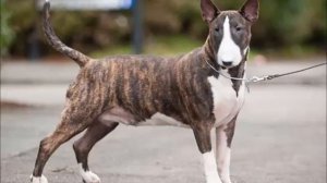 Бультерьер - собака-убийца или лучший друг