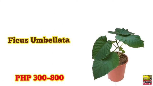 FICUS VARIETIES (RUBBER PLANTS AND FIG TREES) AND THEIR PRICE RANGE! :) смотреть онлайн