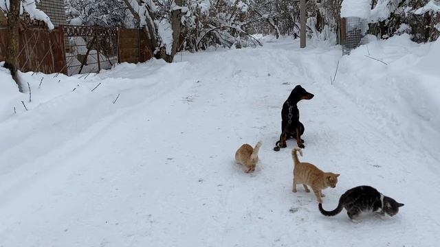 Доберман 4 месяца Рой! Команда сидеть с котами! Железная выдержка! смотреть онлайн