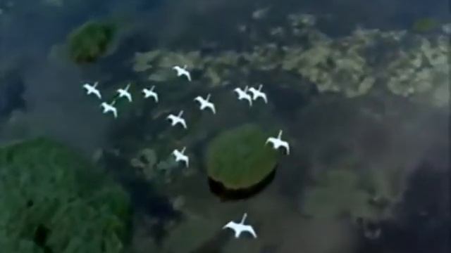 Журавли в высоком небе смотреть онлайн