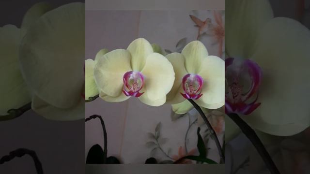 Фаленопсис Younghome Golden смотреть онлайн