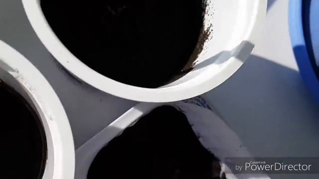 Стыдливая мимоза из Китая смотреть онлайн