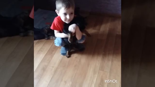 Щеночки дворянской породы смотреть онлайн