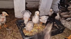 пропойка для цыплят, гнездо для кур на полу!