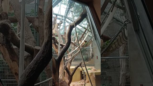 Zoo Zürich - Суматранские орангутаны смотреть онлайн