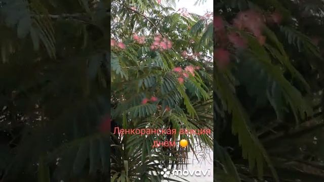 Ленкоранская акация (альбиция) смотреть онлайн