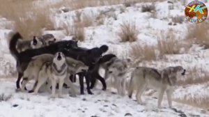 Бурилар хакида  Хайвонлар хакида Бурилар жанги #бурилар