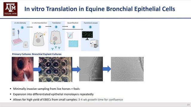 Dr. Noah D. Cohen and Dr. Jeroen Pollet - Rhodococcus equi and treating it with inhalation therapy смотреть онлайн