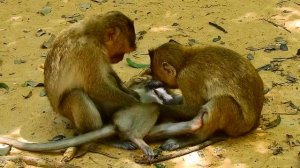 MG Pity poor baby Lola, Why two big monkey doing hard on Lola like this,Tourist Monkey 2495