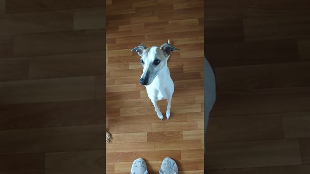 Уиппет и левретка в ожидании вкусняшки смотреть онлайн