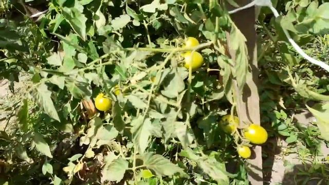 Шашлыки! из баранины,вкусно ? смотреть онлайн