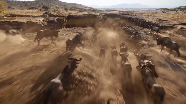 The Lion King смотреть онлайн