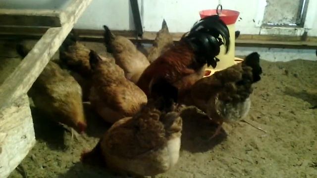 Кучинская Юбилейная Балашихинская ПФ смотреть онлайн