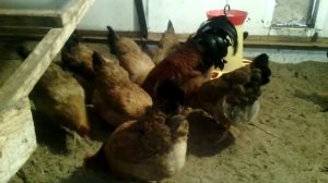 Кучинская Юбилейная Балашихинская ПФ