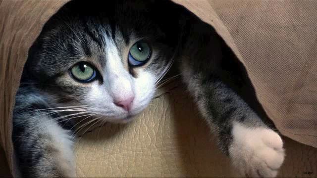 Музыка вместо гудков билайн. Реальный хит! Как же... смотреть онлайн